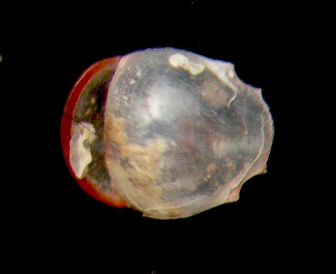 Diacria quadridentata